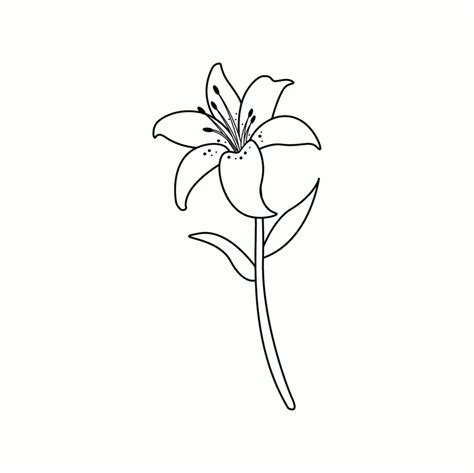 How To Draw A Lily Step By Step