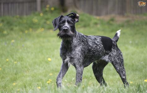 And to act as a guide for judges. German Wirehaired Pointer Dog Breed Information, Buying ...