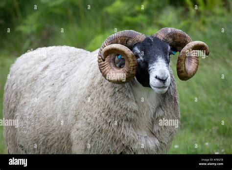 Mature Scottish Blackface Ram Sheep Galloway Scotalnd Stock Photo Alamy