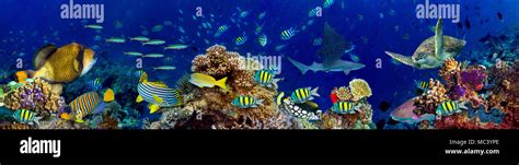 Underwater Coral Reef Landscape In The Deep Blue Ocean With Colorful