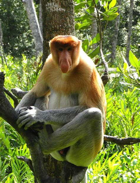 Proboscis Monkey Of Borneo Photograph By Sandra Sengstock Miller Pixels