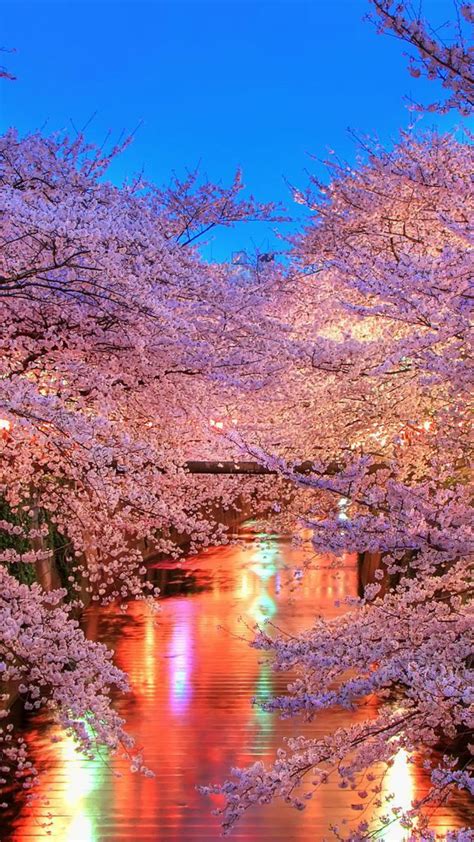 Free Download Hanami Blossom Sakura Japan Wallpaper