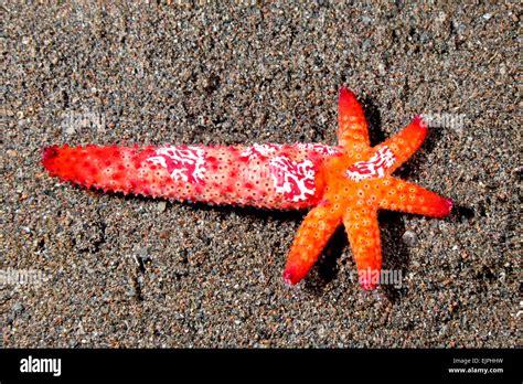 Luzon Sea Star Echinaster Luzonicus Showing A Five Arm Regeneration