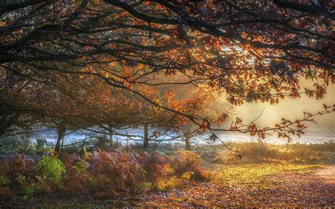 Autumn Sunrise In Sutton Park No 2 Photograph By Chris Fletcher
