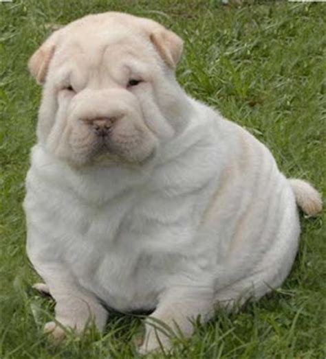 Obesity in dogs is an epidemic, and a. Can o' Beans: Fat Animals