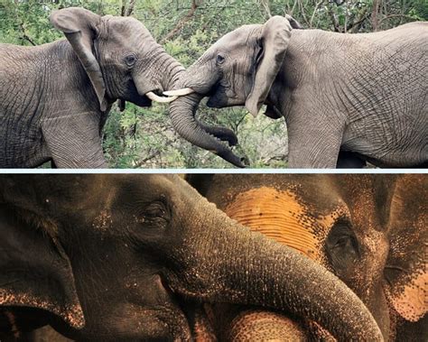 african elephant vs asian elephant the complete guide to differences