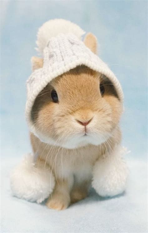 Bunny Wearing A Hat Too Cute To Bear