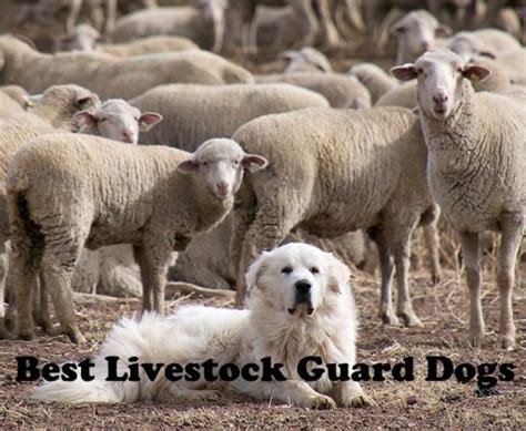 The 5 Best Livestock Guard Dogs For Sheep Goats And Other Herds