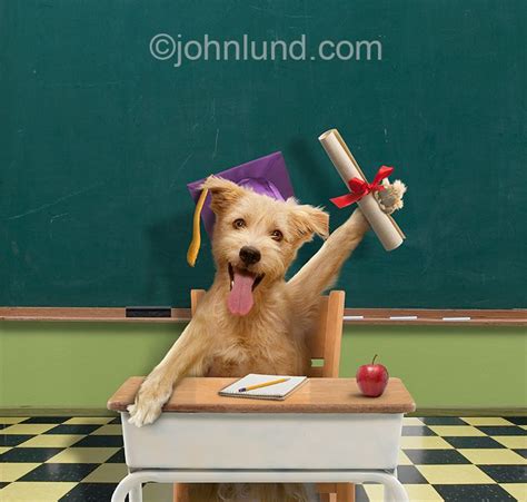 Funny Picture Of A Dog In A Classroom Holding Up A Diploma And Wearing