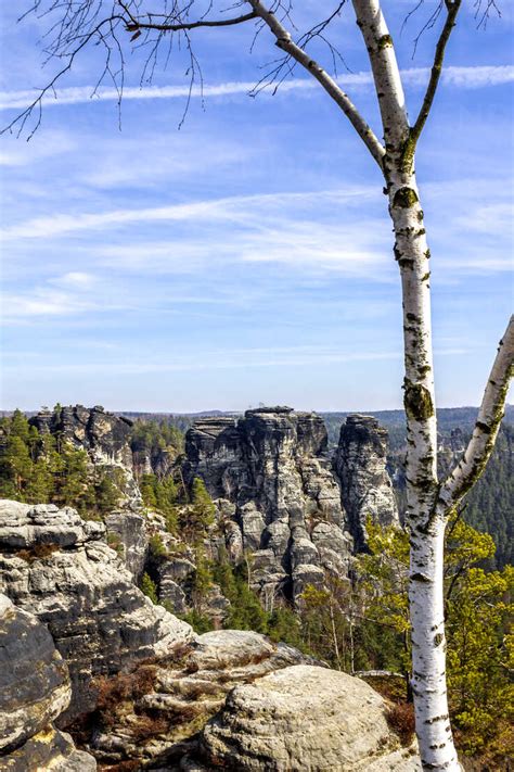 View To Elbe Sandstone Mountains With Birch Tree In The Foreground
