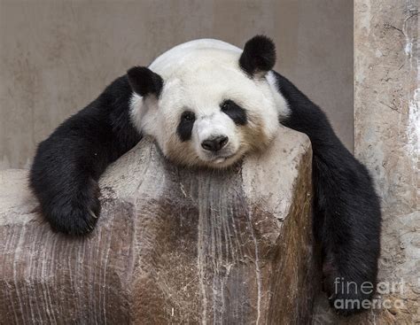 Panda Smile Photograph By Anek Suwannaphoom Fine Art America