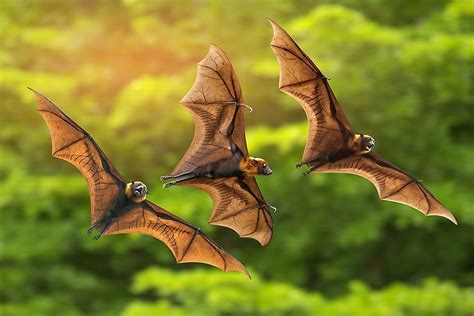 How Many Bats Are There In The World
