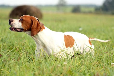 English Pointer Dog Breed Information And Characteristics Daily Paws