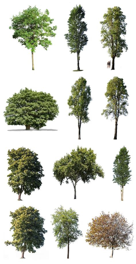 Large Trees Package Tree Photoshop Photoshop Landscape Design Drawings
