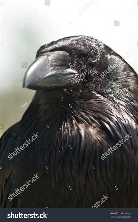 Black Crow Portrait Close Up Stock Photo Shutterstock