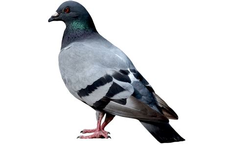 Pigeon Clip Art Png
