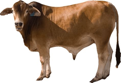 Cow Png 9 Png All