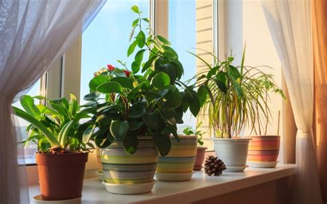 Tips For Growing Healthy Houseplants Zameen Blog