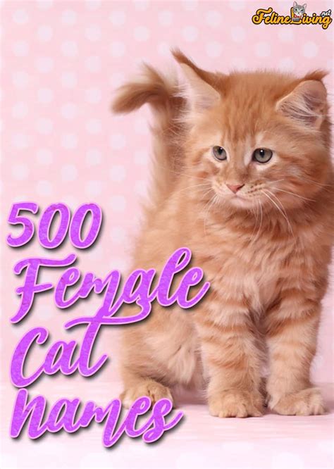 500 Most Popular Female Cat Names Best Of The Best
