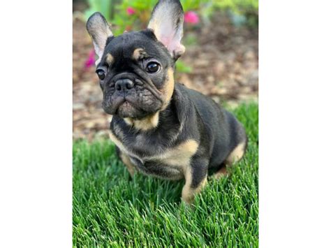 9 Weeks Old French Bulldogs New York Puppies For Sale Near Me