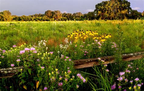 Free Images Plant Field Meadow Flower Botany Garden Flora
