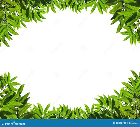 Natural Green Leaf Frame Royalty Free Stock Image Image 18322706