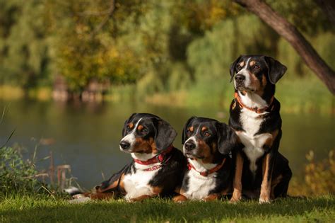 Du Y Szwajcarski Pies Pasterski Grosser Schweizer Sennenhund