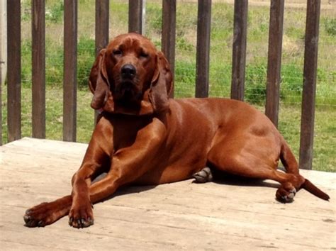 Redbone Coonhound Information Dog Breeds At Newpetowners