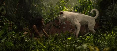 White wolves is a short film about a surfer dealing with the aftermath of a breakup. A Tribute To Bhoot, The Little White Wolf Cub In 'Mowgli ...