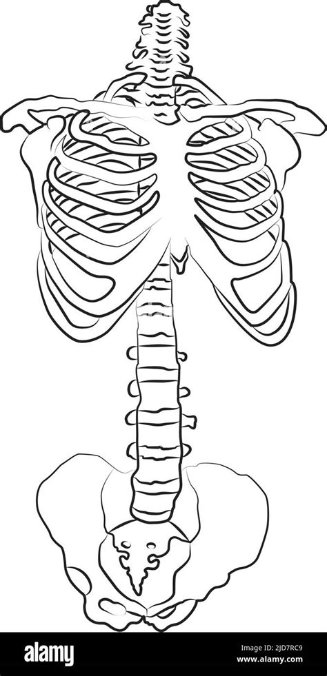 Human Body And Skeletal System Medically Accurate Illustration Of The