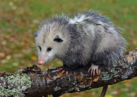 Opossum Facts Animal Facts Encyclopedia
