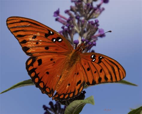 Gulf fritillary butterfly : Butterflies