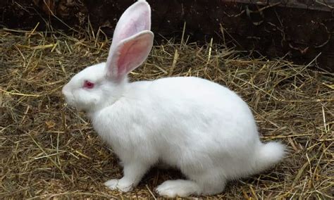 Do Rabbits Have Long Tails Length And Care
