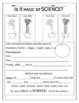 Now, for this flower science project, place one flower in each colored water cup. Here is a fun printable to be used along side the ...