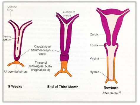 development of external and internal genitalia by dr preksha