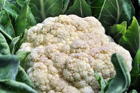 Why Is My Cauliflower Fuzzy Gardeners Path