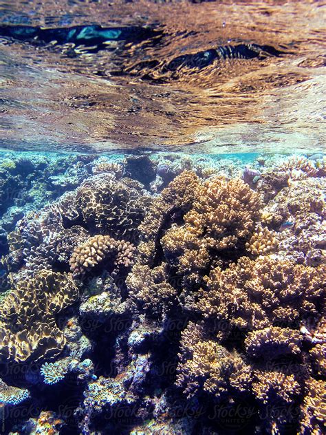 Coral Under The Sea Great Barrier Reef Australia Del Colaborador De