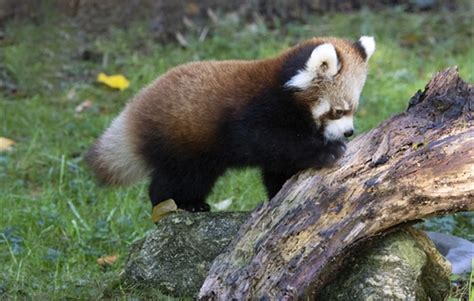 See Red Panda Cubs Make Prospect Park Zoo Debut Windsor Terrace Ny