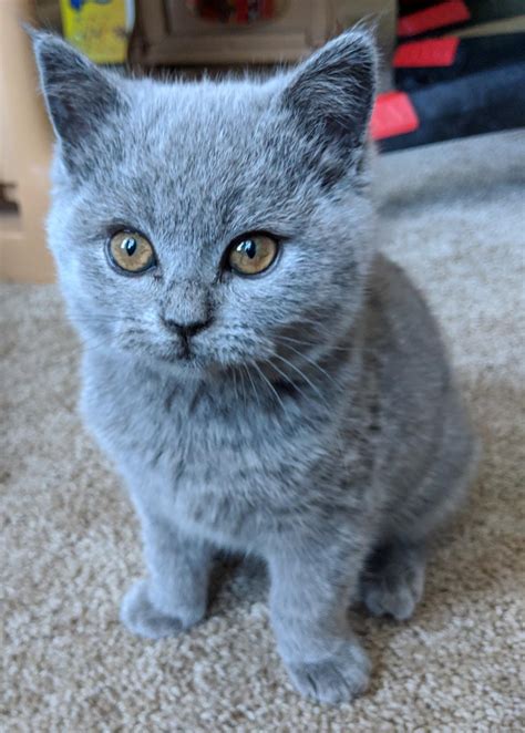 Maybe you would like to learn more about one of these? British Shorthair, Blue Female Kitten (8 weeks) British ...