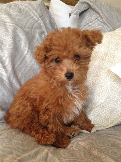 Teacup Yorkie Poo Puppies For Sale In Nc Pets Lovers