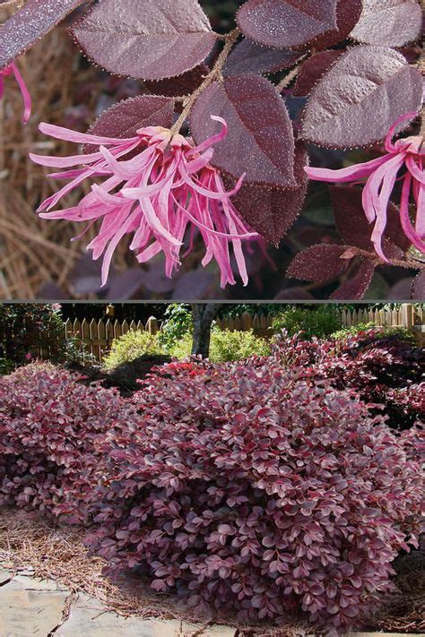 Buy Crimson Fire Dwarf Loropetalum For Sale Online From Wilson Bros