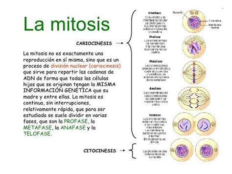 Diferencias Entre Mitosis Y Meiosis Mitosis Biology Classroom Images