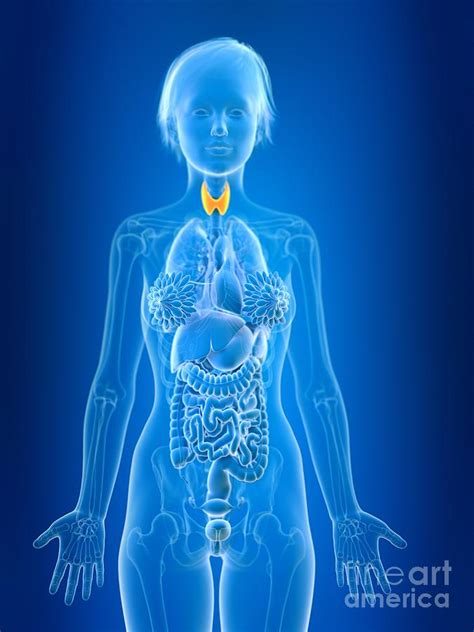 Illustration Of Female Thyroid Gland Photograph By Sebastian Kaulitzki