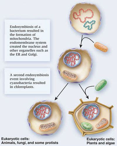 Endosymbiotic Theory Eukaryotic Cell A Level Biology Protists