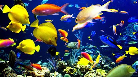 Aquatic Hd Wallpapers Most Beautiful Places In The World Download