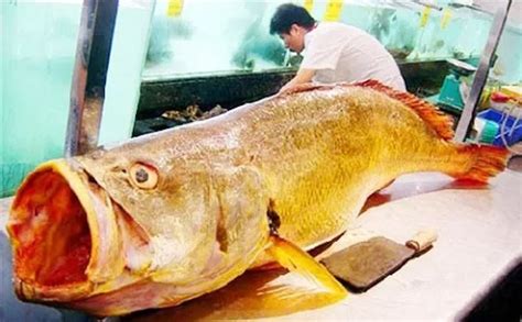 The Most Expensive Fish In The World The Highest Record Is Over 71