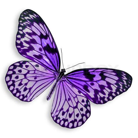 Purple Butterfly Flyvende Stock Foto Colourbox