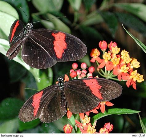 Heliconiinae