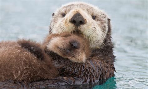 How sea otter fur is perfectly designed