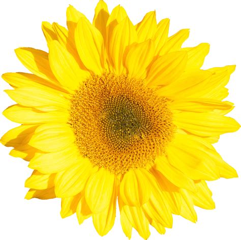 Free Svg Sunflower Transparent Svg 8399 File Include Svg Png Eps Dxf